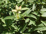 P. mascula subsp. arietina peony photo