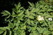 <i>P. ostii</i> T. Hong peony photo