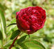 Mons Martin Cahuzac peony photo