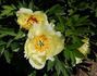 Yellow Dream peony photo