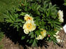 Yellow Dream peony photo