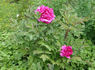 Souvenir de Ducher peony photo