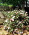 Prairie Princess rose photo