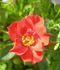 Anytime rose photo