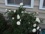 Colby School rose photo