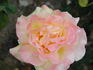Celebrity rose photo
