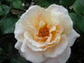 Sixteen Candles rose photo