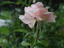 Sixteen Candles rose photo