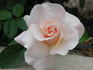 Sixteen Candles rose photo