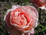 Antigua rose photo