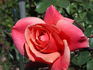 Thanksgiving rose photo