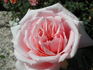 Nellie E. Hillock rose photo