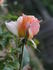 Sixteen Candles rose photo