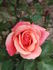 Thanksgiving rose photo