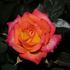 Brenda Lee rose photo
