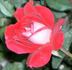 Cherry Cordial rose photo