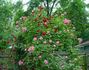 The Fairy, Cl. rose photo
