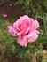 Great Scott rose photo