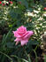 Great Scott rose photo