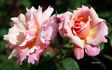 Pink Pillar rose photo