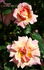 Pink Pillar rose photo