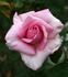 Unforgettable ® rose photo