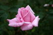 Unforgettable ® rose photo