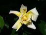 Highfield ® rose photo