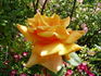 Irénke rose photo
