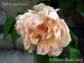 Comtesse de Chaponnay rose photo