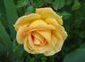 Candlelight ™ (hybrid tea, Swim rose photo