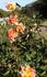Flirtation rose photo