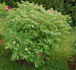 Fen He 粉荷 peony photo