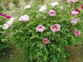 Fen He 粉荷 peony photo