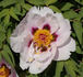 Fen Jin Yu 粉金玉 peony photo