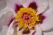 Fen Jin Yu 粉金玉 peony photo
