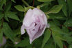 Fen Jin Yu 粉金玉 peony photo