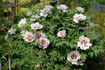 Fen Jin Yu 粉金玉 peony photo