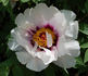 Fen Jin Yu 粉金玉 peony photo