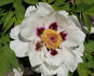 Fen Jin Yu 粉金玉 peony photo