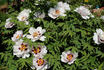 Fen Jin Yu 粉金玉 peony photo
