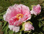 Hana-kisoi peony photo