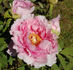 Hana-kisoi peony photo