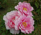 Hana-kisoi peony photo