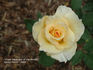 Great Rosarians of the World rose photo