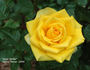 Gold Strike rose photo