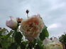 Madame Scipion Cochet rose photo