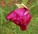 Mei Gui Sa Jin 玫瑰撒金 peony photo