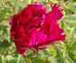 Mei Gui Sa Jin 玫瑰撒金 peony photo