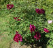 Mei Gui Sa Jin 玫瑰撒金 peony photo